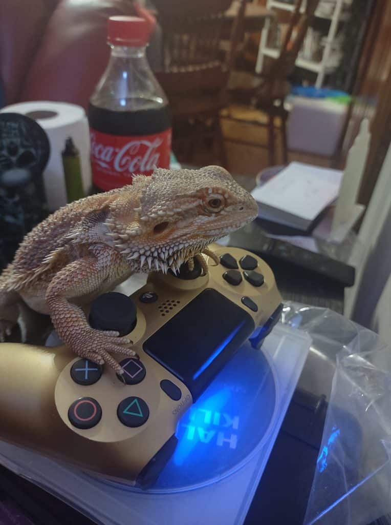 beardie on a game console