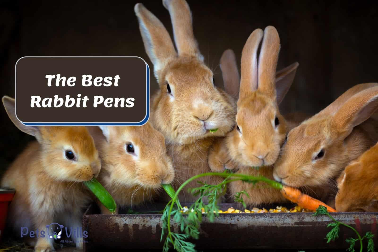 rabbits eating carrots inside their best rabbit pen