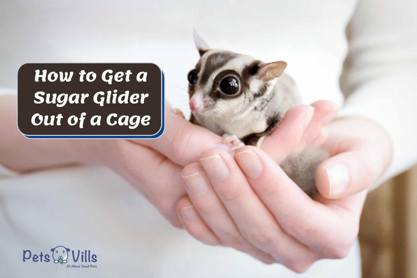 glider owner showing how to get a sugar glider out of cage