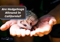 Are Hedgehogs Illegal in California? (Can You Own One?)