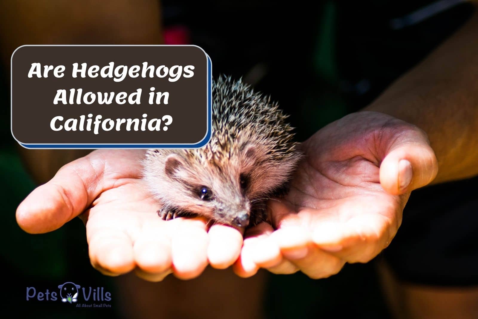 Are Hedgehogs Illegal in California