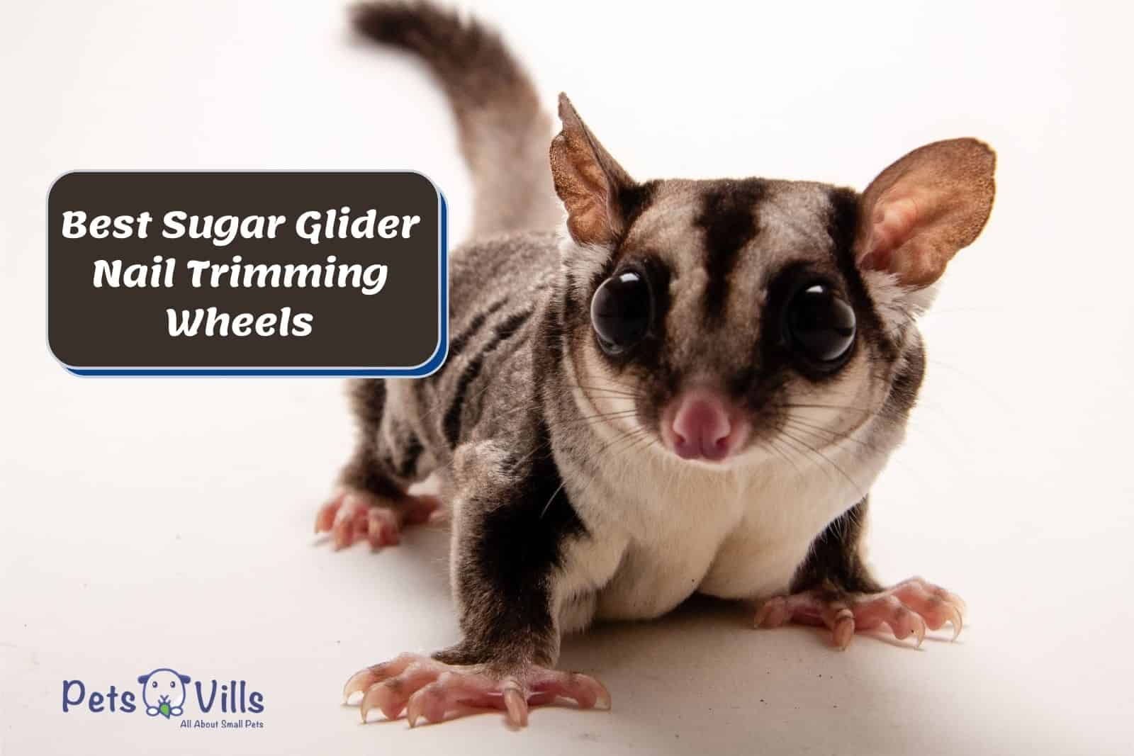 cute glider beside the Best Sugar Glider Nail Trimming Wheels poster