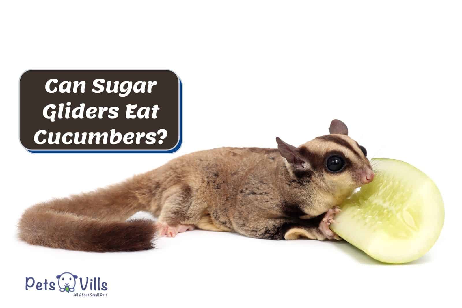 glider eating a cucumber but Can Sugar Gliders Eat Cucumbers safely?