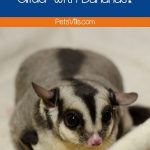 Can You Feed Your Sugar Glider with Bananas?