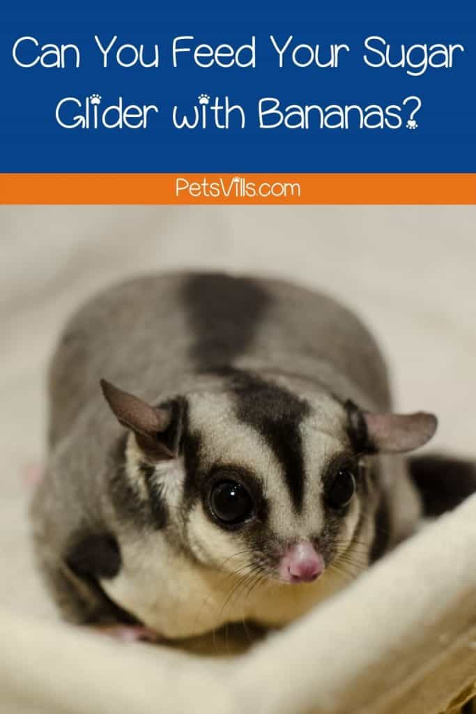 Can You Feed Your Sugar Glider with Bananas?