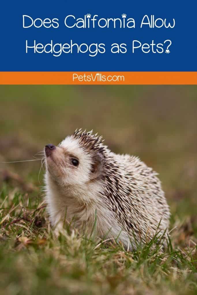 Does California Allow Hedgehogs as Pets