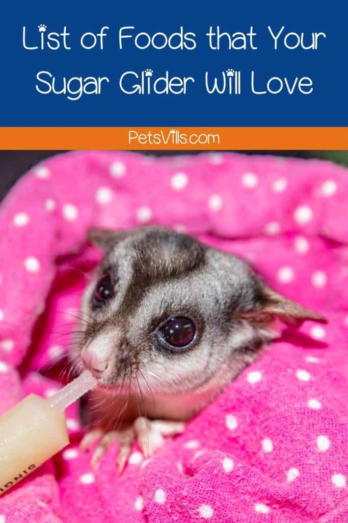 List of Foods that Your Sugar Glider Will Love
