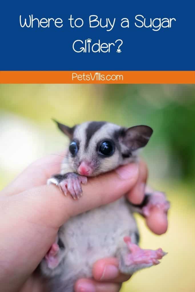 A person holding a cute baby glider