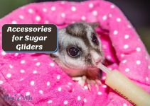 8 Accessories Every Sugar Glider Owner Needs (Checklist)