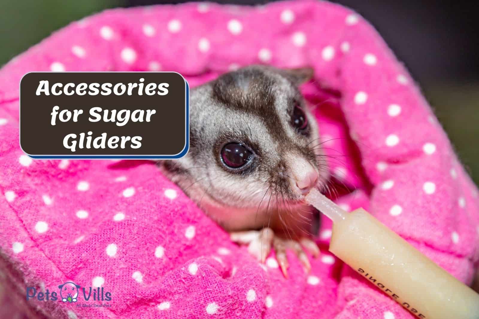 sugar glider drinking milk wrapped with a blanket; accessories every sugar glider owner needs.