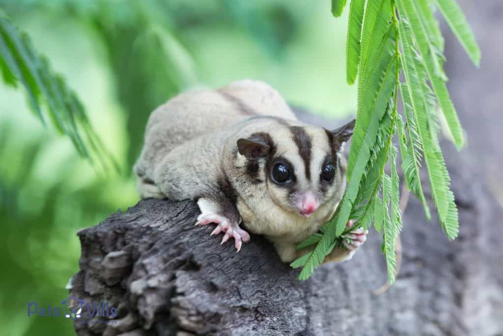 sugar glider in the wild standing on a branch of a tree