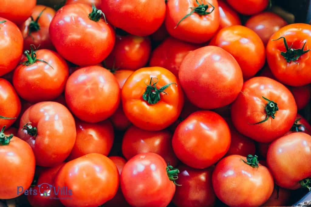 bunch of ripe tomatoes