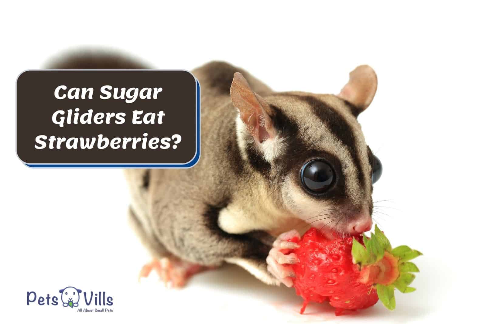 can sugar gliders eat strawberries
