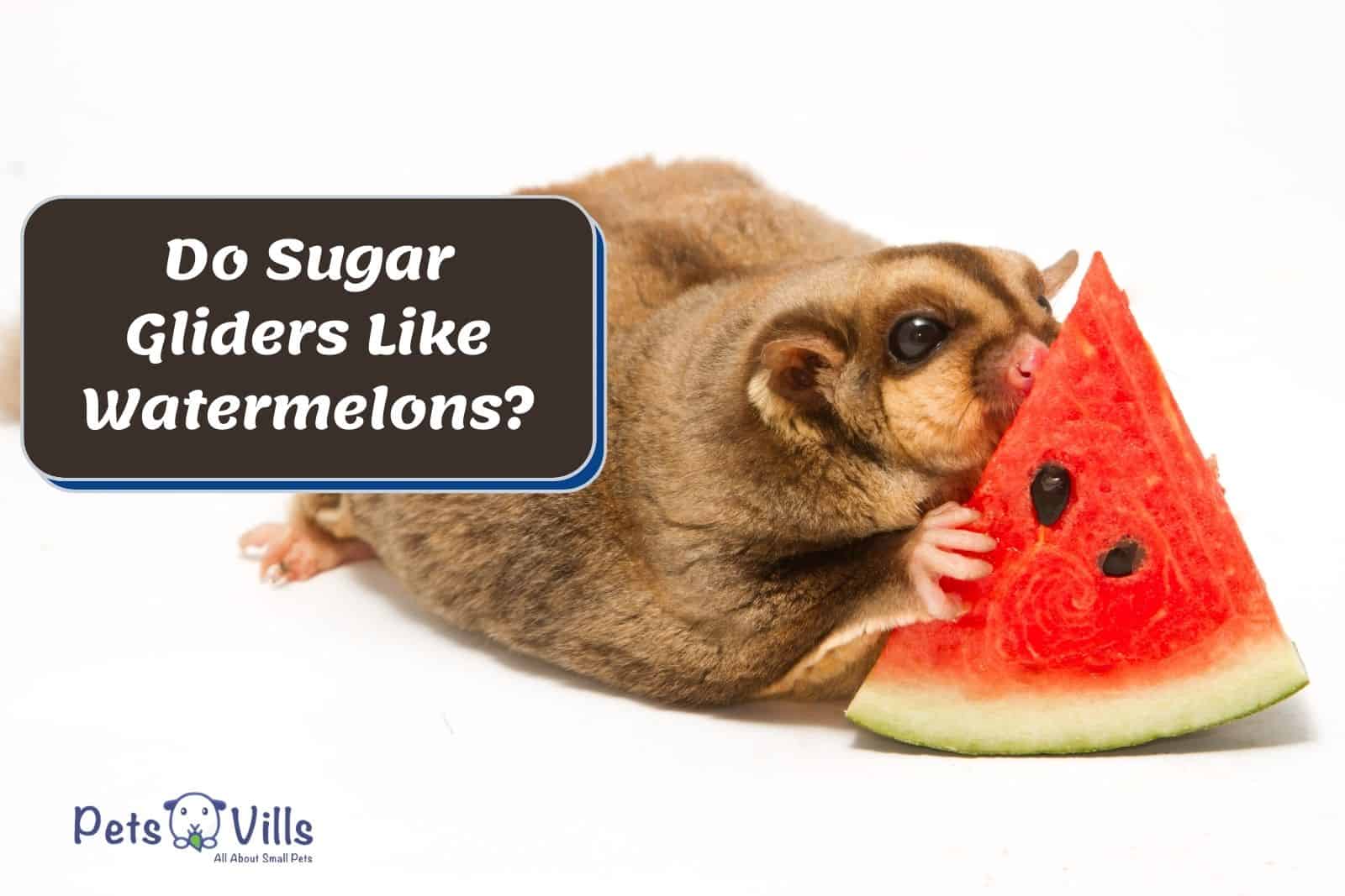 can sugar gliders eat watermelon