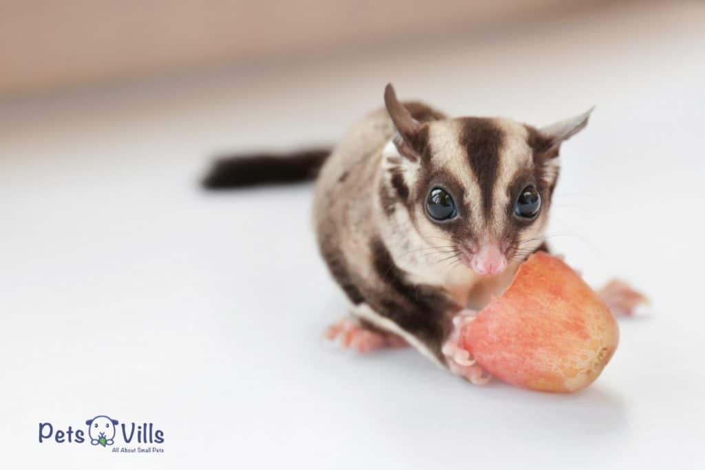 cute sugar glider staring at the camera while holding something