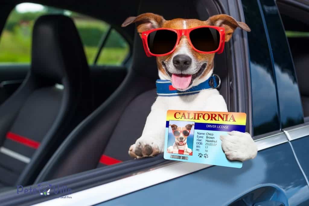 dog holding a california license for animals