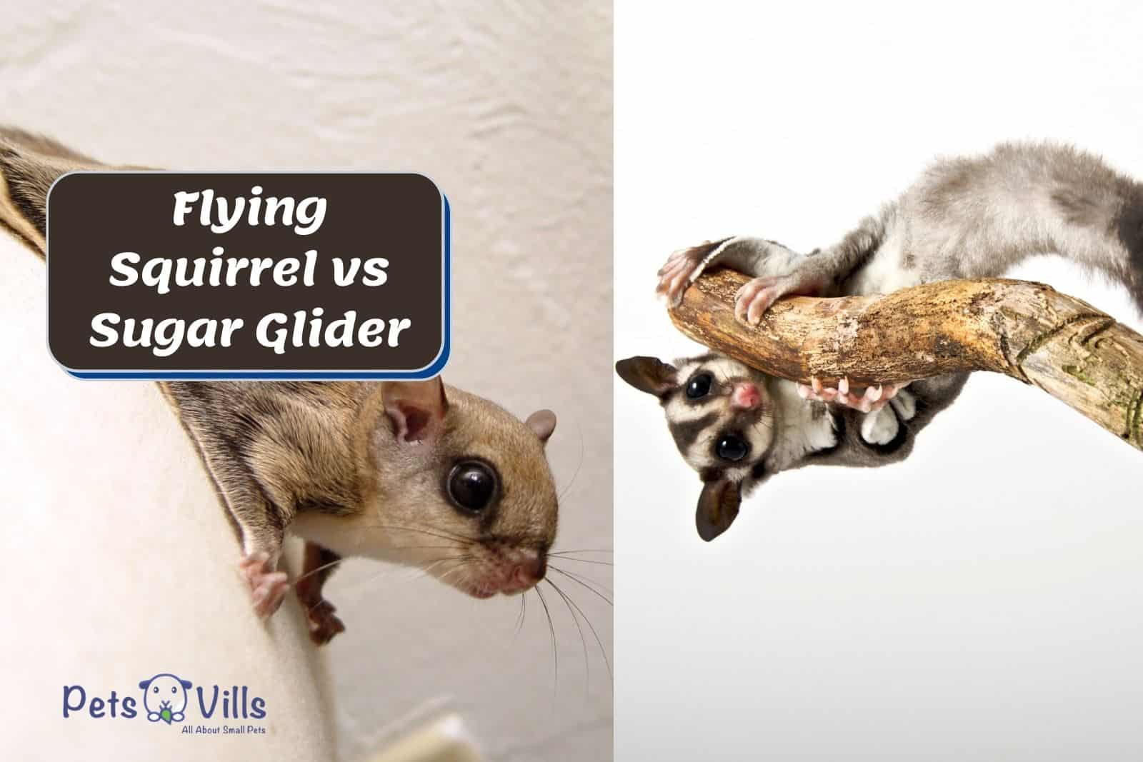 flying squirrel vs sugar glider