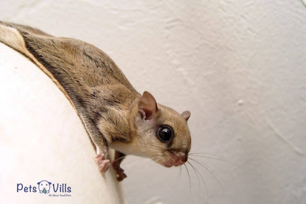 flying squirrel on the ceiling