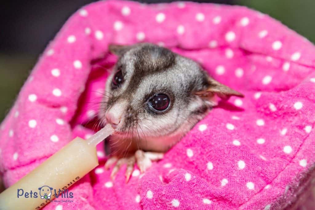 baby glider feeding from a syringe