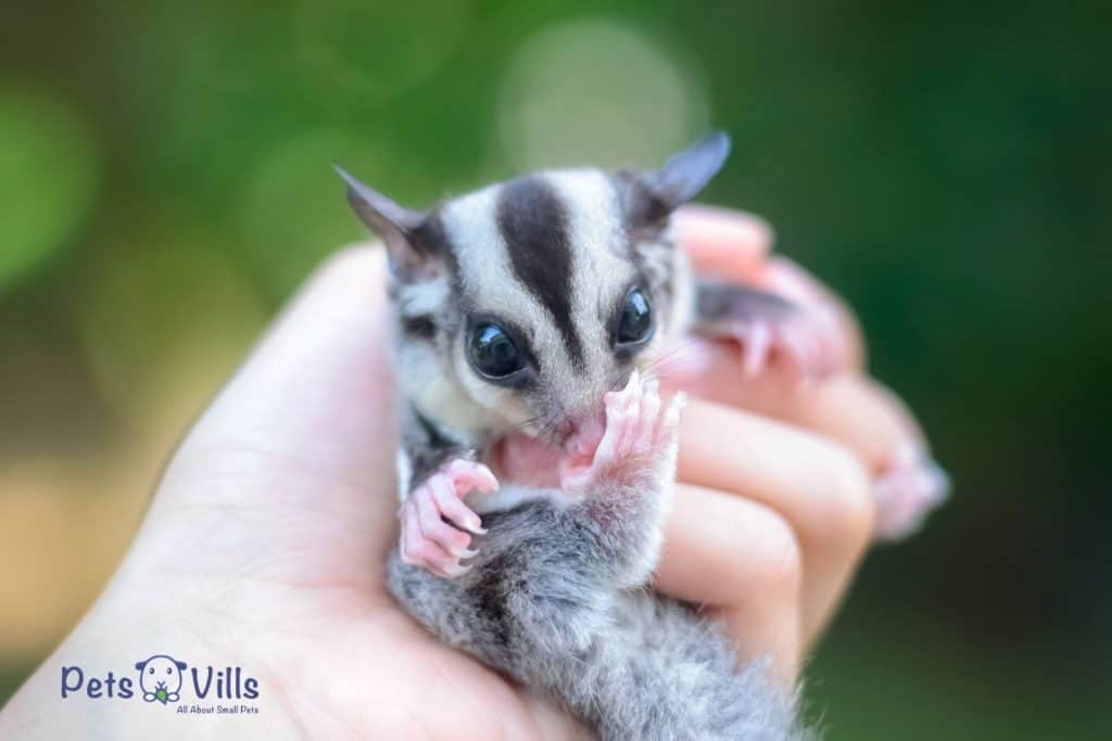 cute glider baby in a persons palm