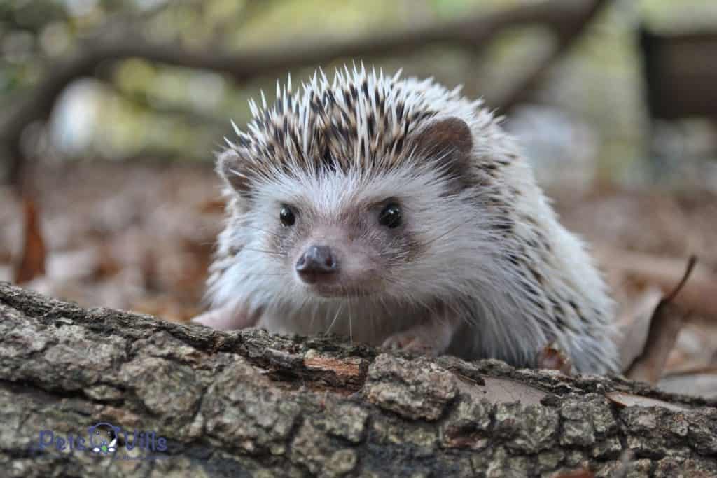 hedgehog looking through something