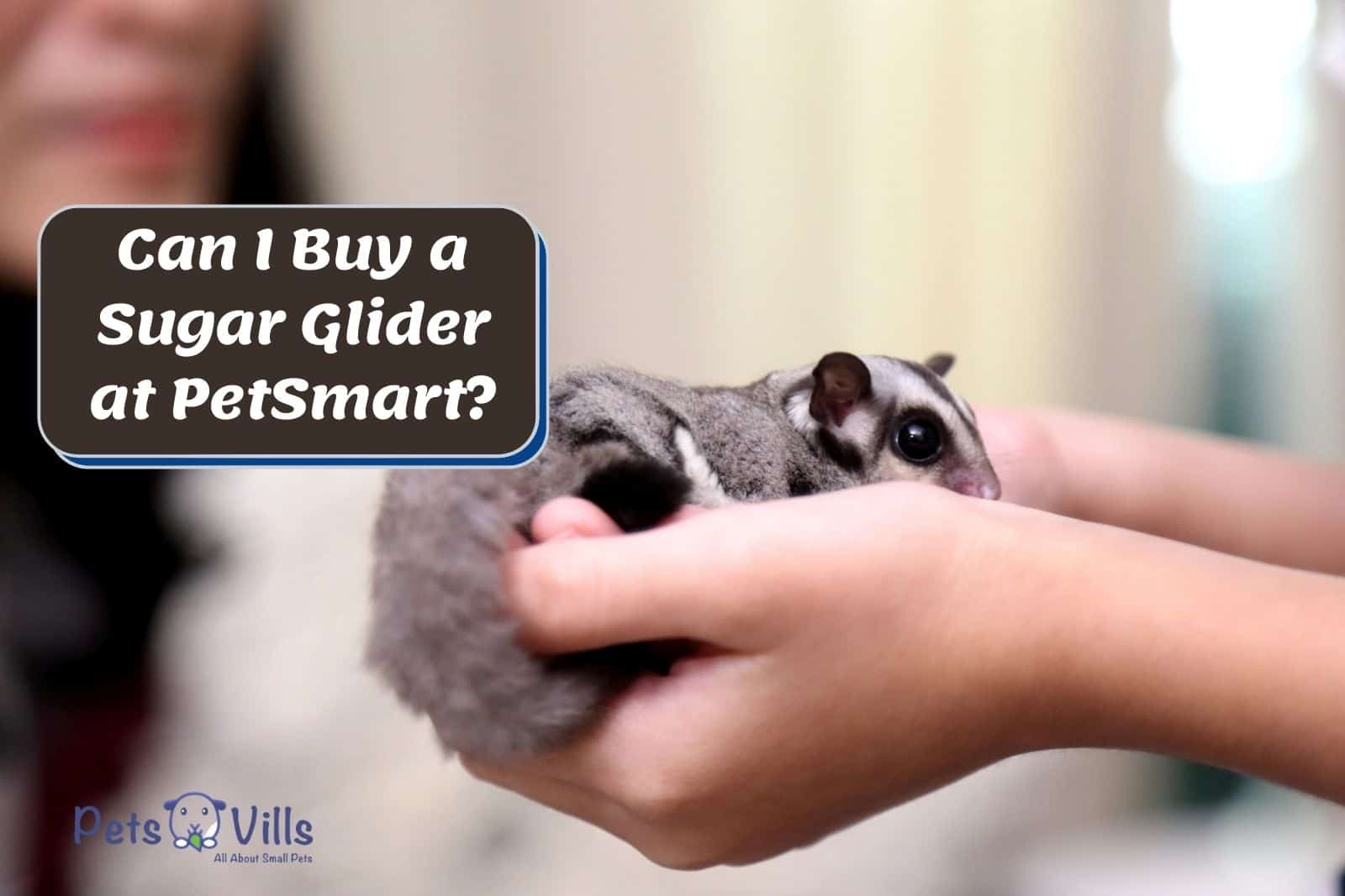 how much are sugar gliders at petsmart