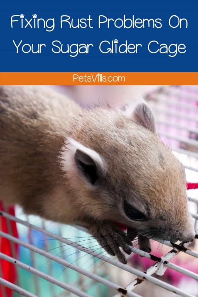 rust in sugar glider cage