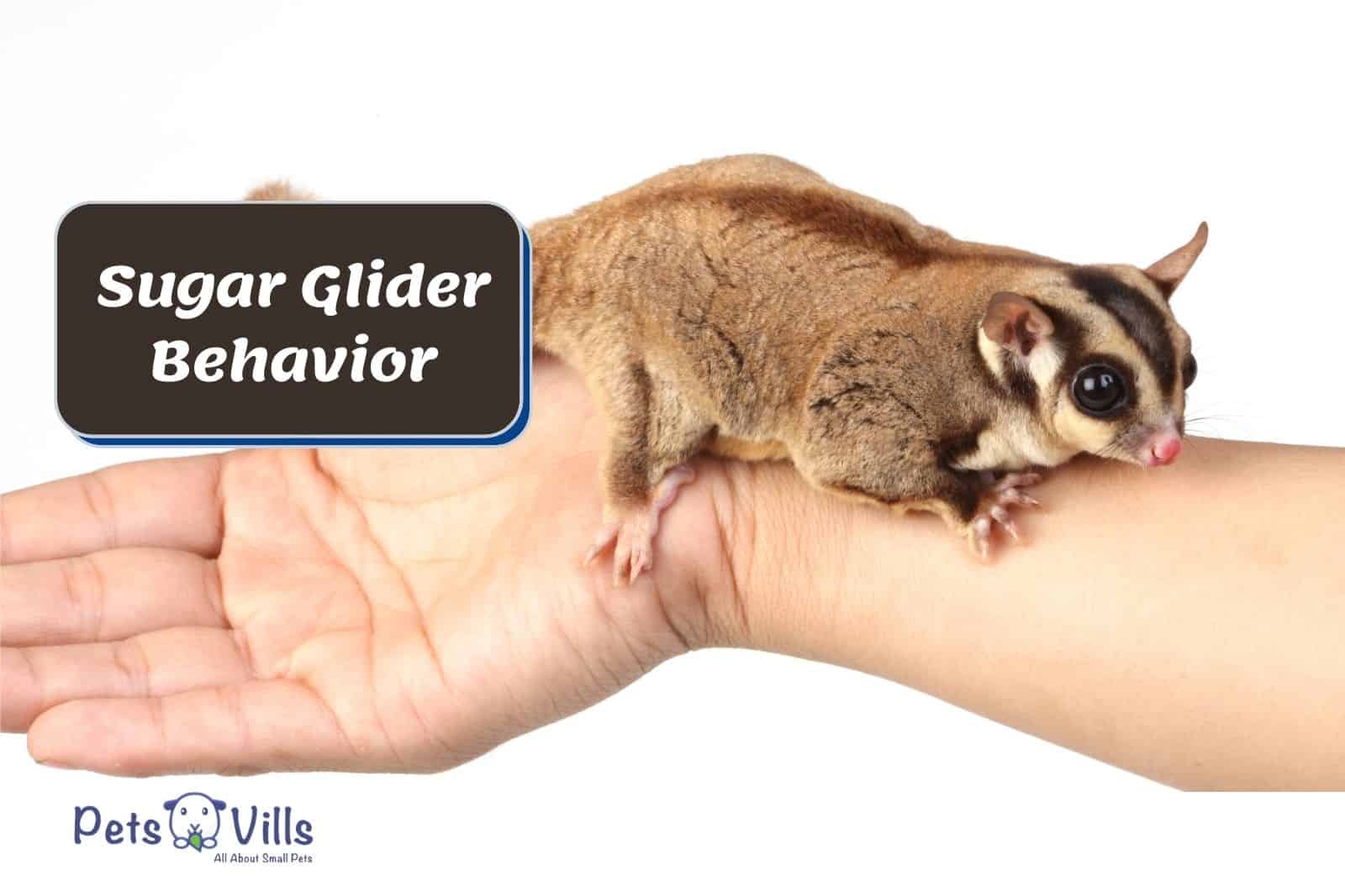 a tamed glider on the arm of his owner: sugar glider behavior