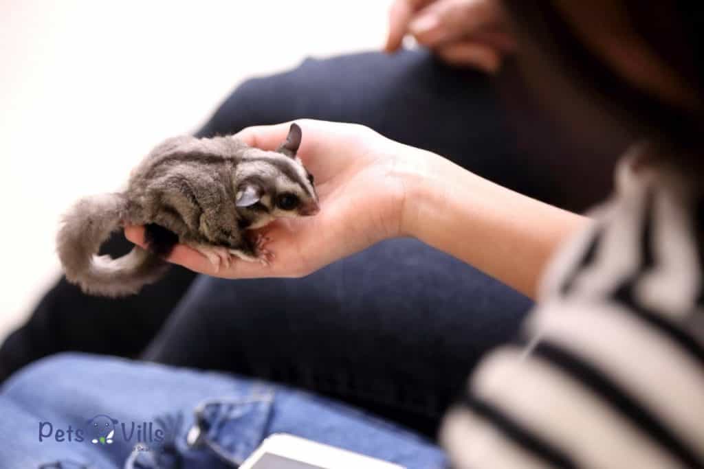 a sugar glider being cuddled but do sugar gliders like to be held?