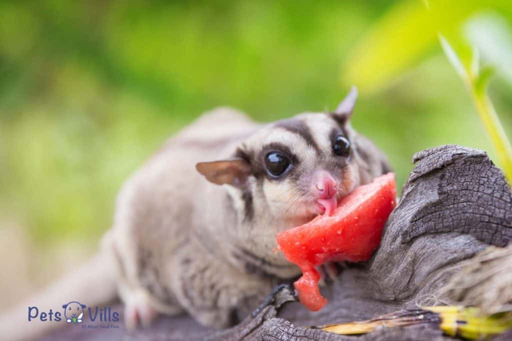 sugar glider eating a strawberry but Can Sugar Gliders Eat Strawberries safely?