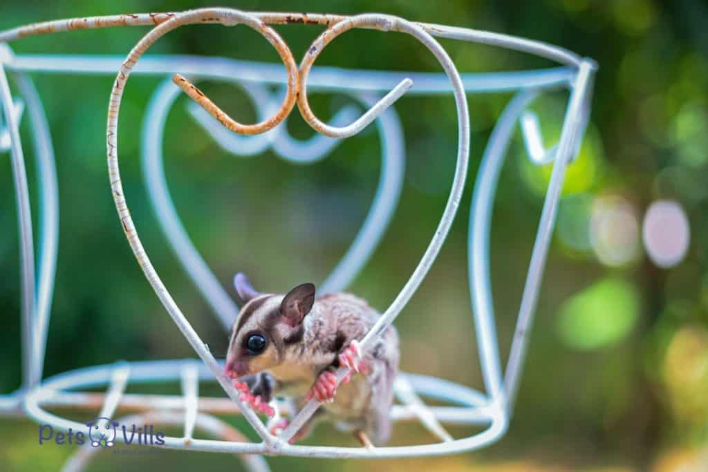 sugar glider placed in some kind of cage