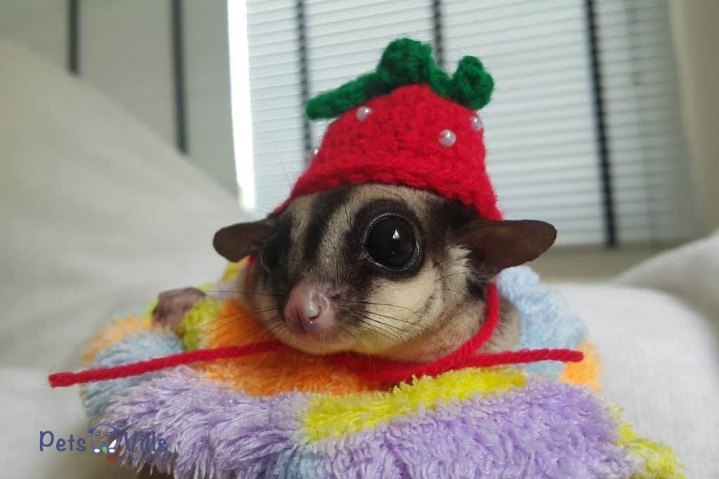 sugar glider wearing a strawberry knitted hat