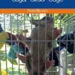 sugar glider climbing on a cage