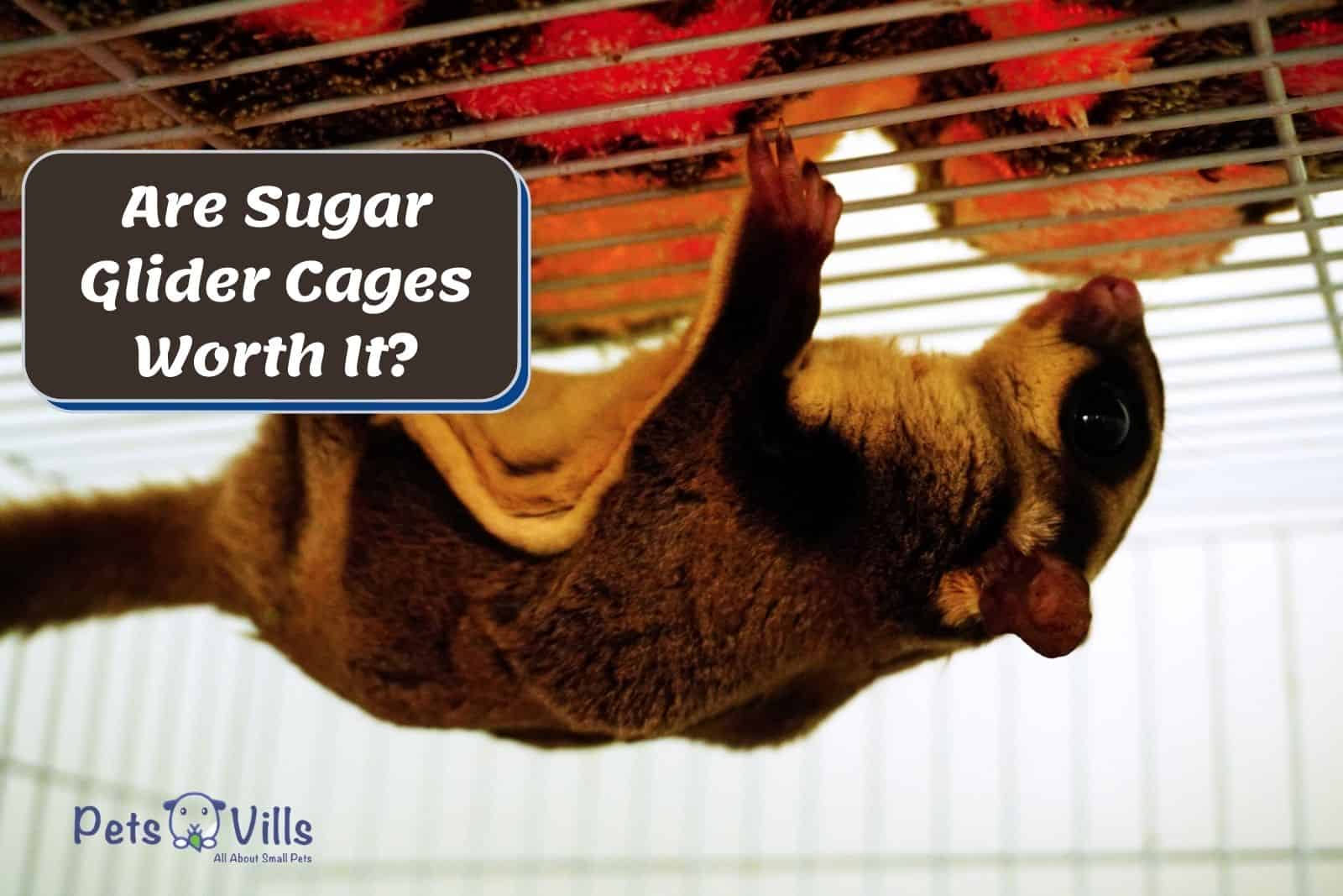 sugar glider in a cage