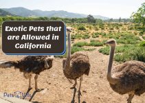 29 Exotic Animals That Are Legal in California: Can You Own One?