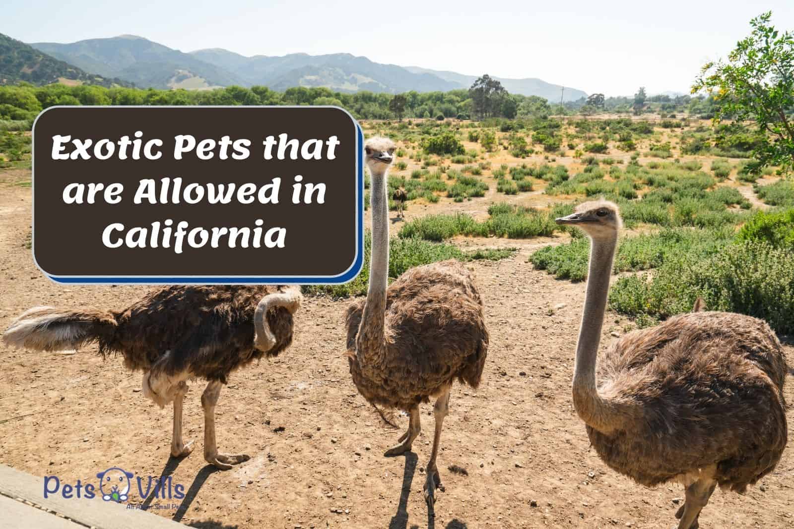 What Exotic Animals Are Legal in California? Can You Own One?