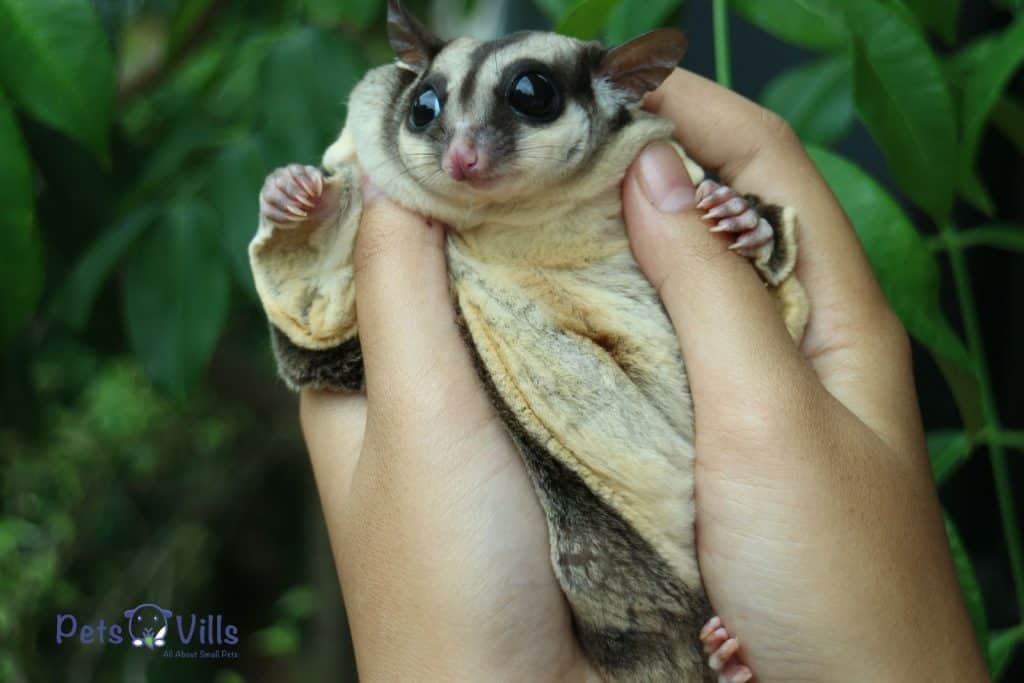 young adult sugar glider