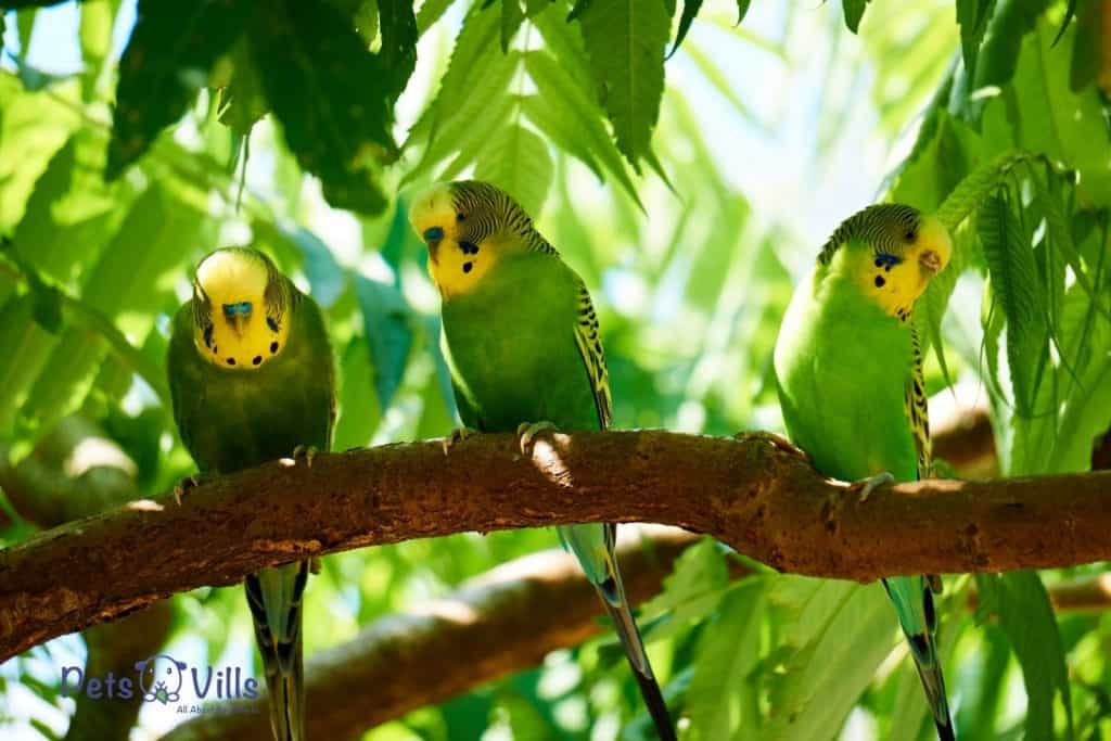 3 budgie sitting near together