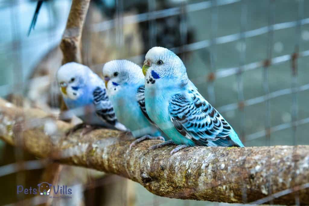 3 budgies sitting next to each other