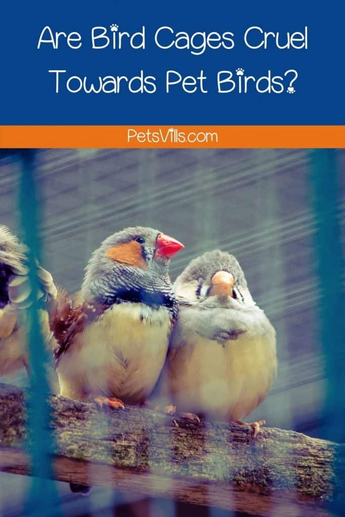 Are Bird Cages Cruel Towards Pet Birds