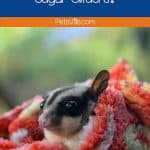 Are Carrots Safe for Sugar Gliders