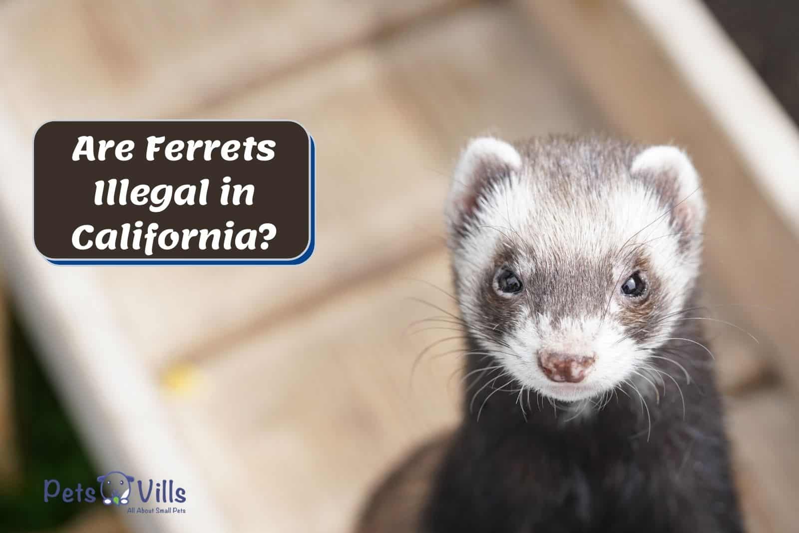 Are Ferrets Illegal in California