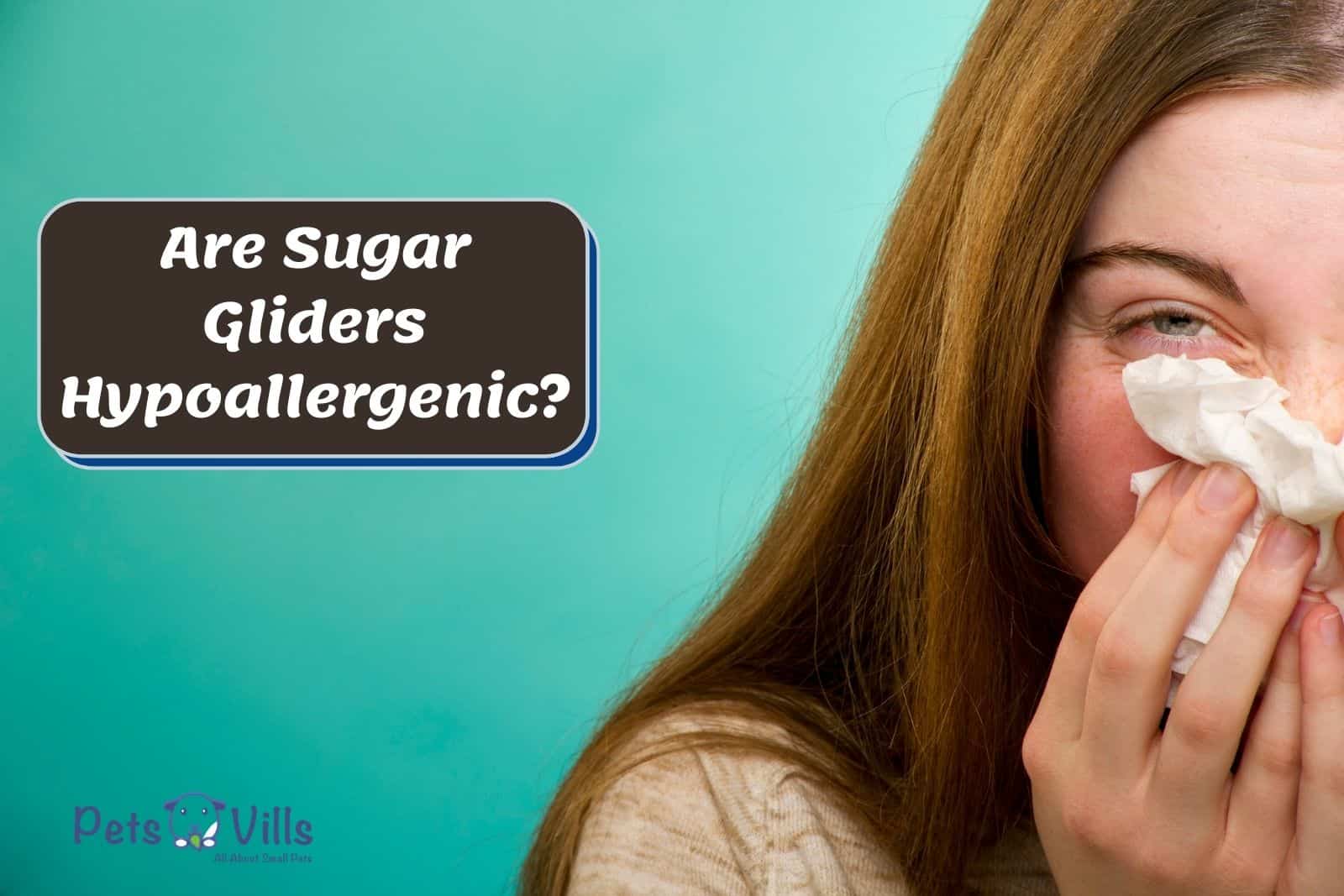 Are Sugar Gliders Hypoallergenic