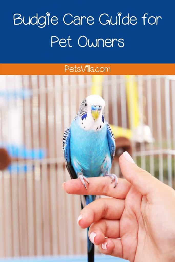 Budgie Care Guide for Pet Owners