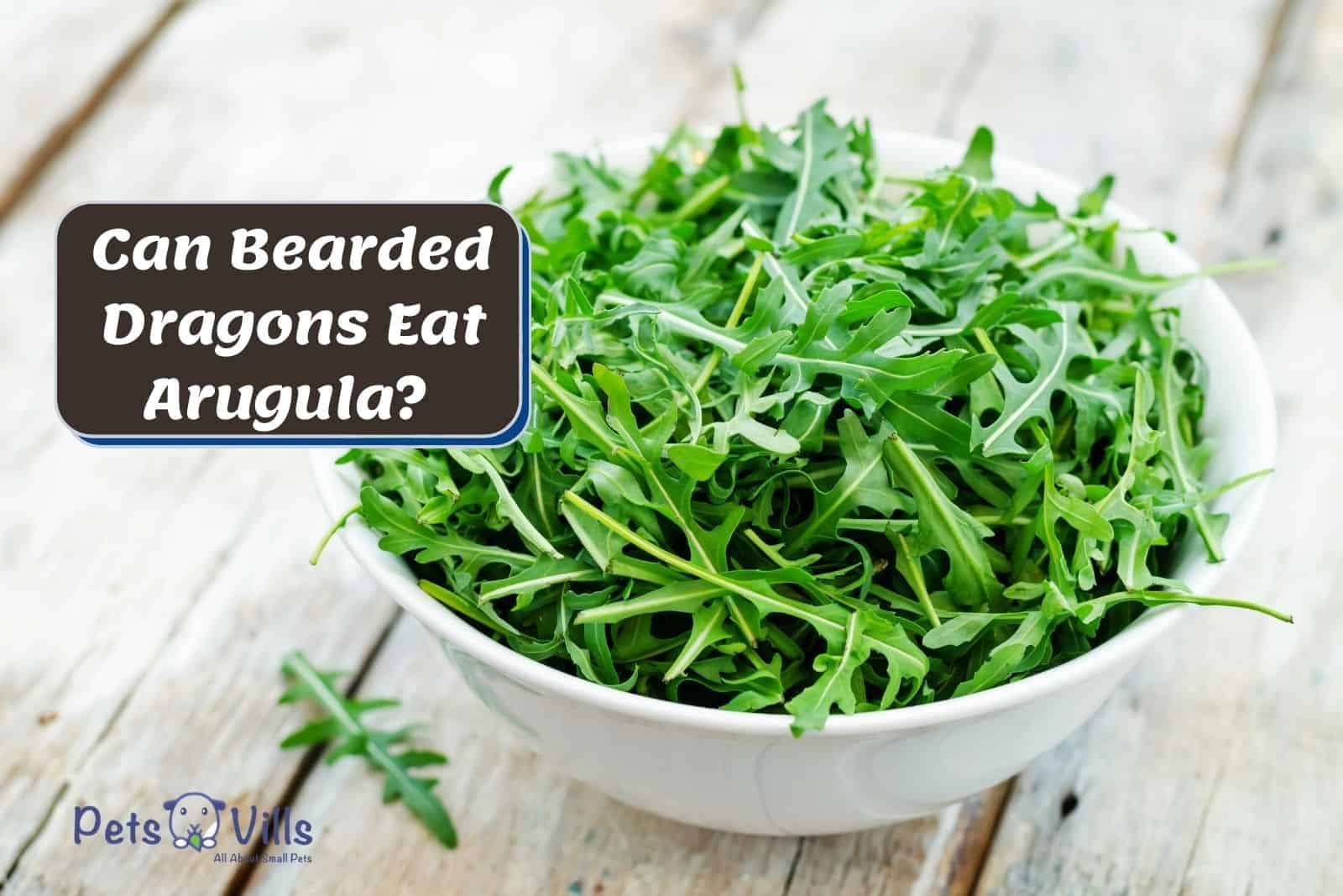 Can Bearded Dragons Eat Arugula?