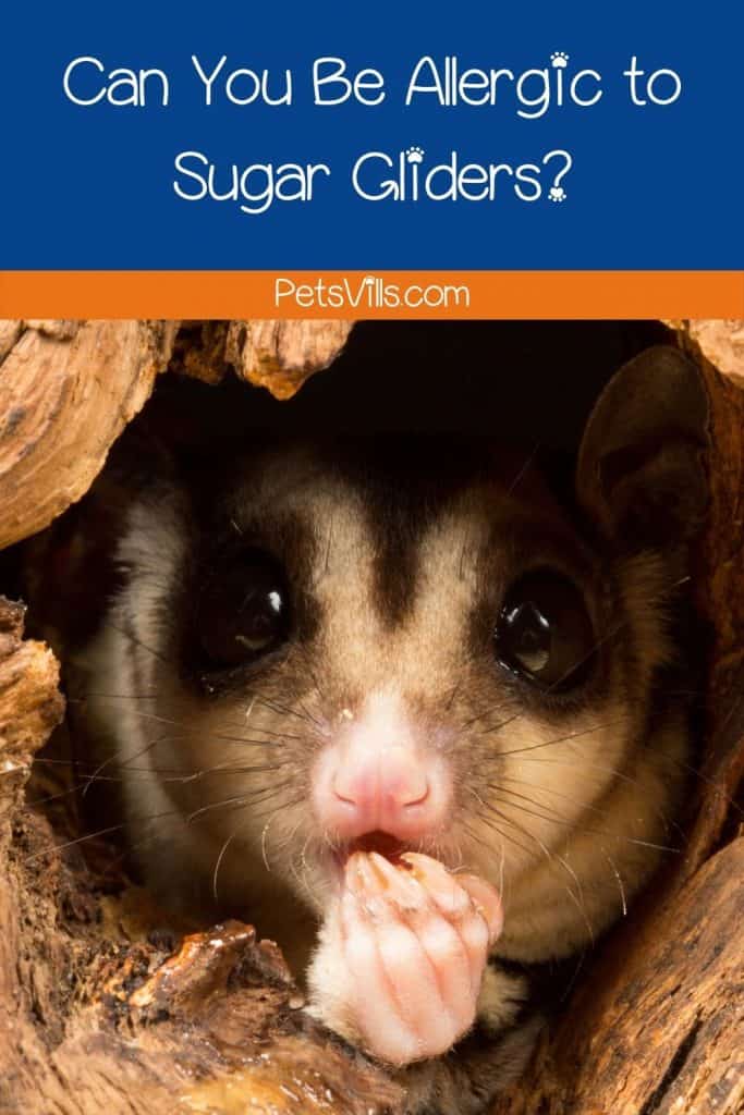 Can You Be Allergic to Sugar Gliders