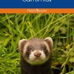 Can You Own a Ferret in California