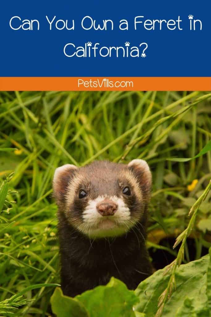Can You Own a Ferret in California