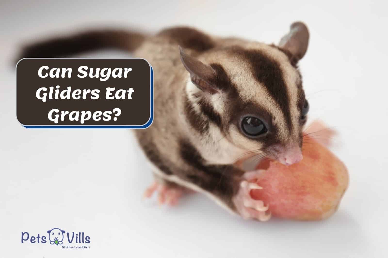 Can sugar gliders eat grapes