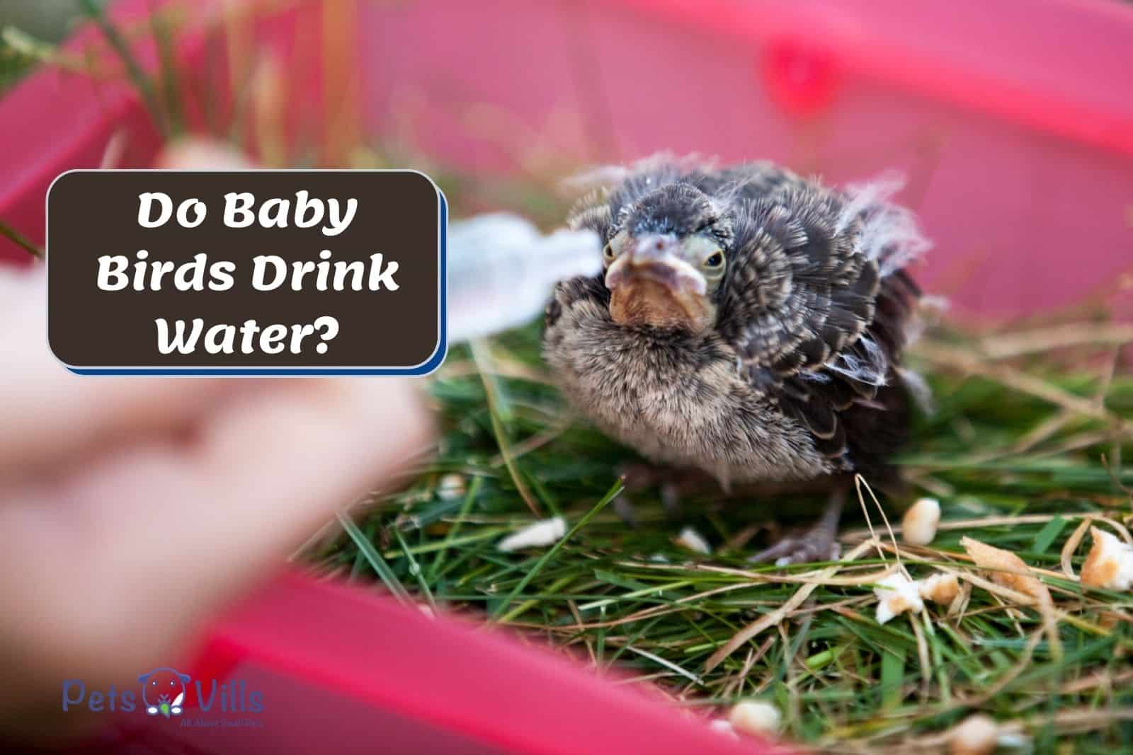 Do Baby Birds Drink Water